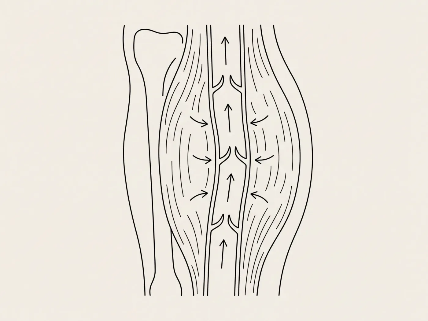 Schéma en coupe d’un mollet montrant une veine, trois valvules étagées, le muscle qui l’entoure et des flèches de circulation dirigées vers le haut.